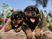 Üst Kalite Rottweiler Yavrular