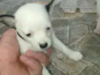 Irk ve sağlık garantili chihuahua yavrular