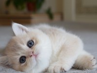 Nadir Renk  Golden British Shorthair 