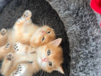 Ankranın en güzel ny12 golden british shorthair yavruları