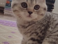 Dişi british shorthair blue point ve silver tabby