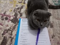 1.5 yaşında scottish fold