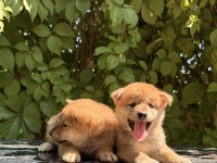 SHIBA İNU YAVRULAR