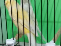 ORİJİNAL SAFKAN LANKŞAYIR TAKIM KANARYA