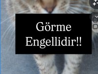Kedimiz Görme Engellidir Acil Yuva Arıyoruz