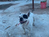 Safkan Dişi French Bulldog