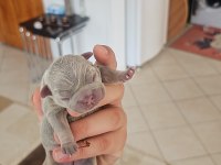 DÜNYALAR GÜZELİ KALİTELİ FRENCH BULLDOG YAVRULARIMIZ