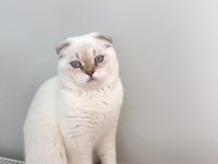 ERKEK SCOTTİSH FOLD KEDİME EŞ ARIYORUZ