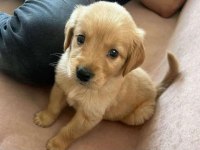 A Kalite Golden Retriever Erkek