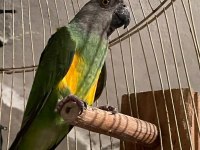 Senegal Papağanı Yavru
