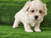 Maltese terrier minikler