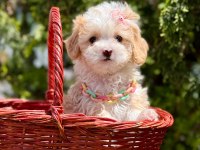 Minicik Büyümeyecek Maltipoo Bebekler