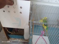 3 Yavrusuyla Birlikte Satılık Takım Muhabbet Kuşu