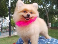 A kalite pomeranian yavrularımız