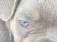 New shade isabella tan french bulldog