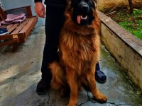A kalite beslemek isteyenler buyursun alman kurdu