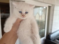 45 günlük scottish fold Yavrularım