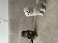 Scottish fold bebeklerimiz