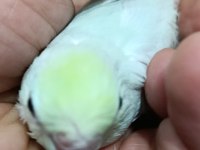 Gökkuşağı turkuaz cep papağanı bebekler