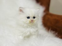 By1133 dişi iki aylık british longhair