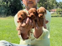 Maltipoo Yavrular Bir Birinden Güzel Tatlı