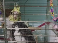 1 buçuk aylık yeme düşmüş sultan papağanı