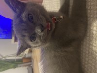 British Shorthair Yavru
