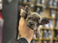Merle French Bulldog