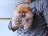 Orijinal Pomeranian Boo Köpeği
