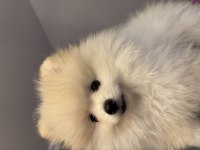 2 aylık erkek pomeranian