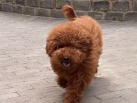Toy Poodle Köpeği