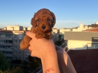 EV ÜRETİMİ TOY POODLE YAVRULARIMIZ