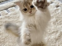 Safkan British Longhair Blue Golden erkek yavru