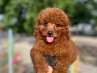 Toy Poodle Bebekleri Referans Yavru
