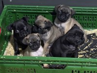 Dişi erkek pug yavrular