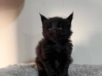 Xxl black and white MAİNE COON yavruları şecereli