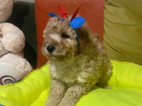 Bir avuç mutluluk köpeğimiz