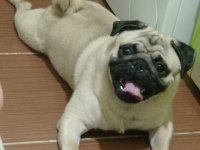 Orijinal safkan erkek pug