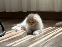 Scottish fold yavru