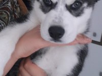 Sibirya kurdu husky