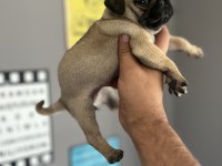 Pug mops yavru köpeğimiz