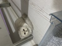 4 aylık yavru kedimiz