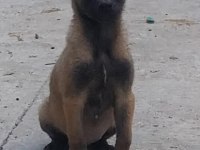 Belçika Malinois Yavrularımız Mevcut