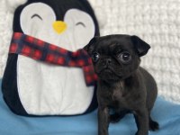 Yavru dişi erkek pug mops