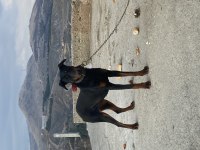 Dişi doberman