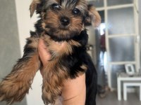 Yorkshire terrier yavrularımız 2-5-10 aylık