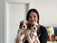 Cavalier king Charles yavrularım