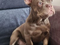 İsabella amd tan fluffy carrier erkek french bulldog