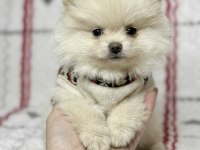 Micro boy Ayı Surat Pomeranian Boo
