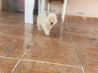 Chow chow köpeğimiz